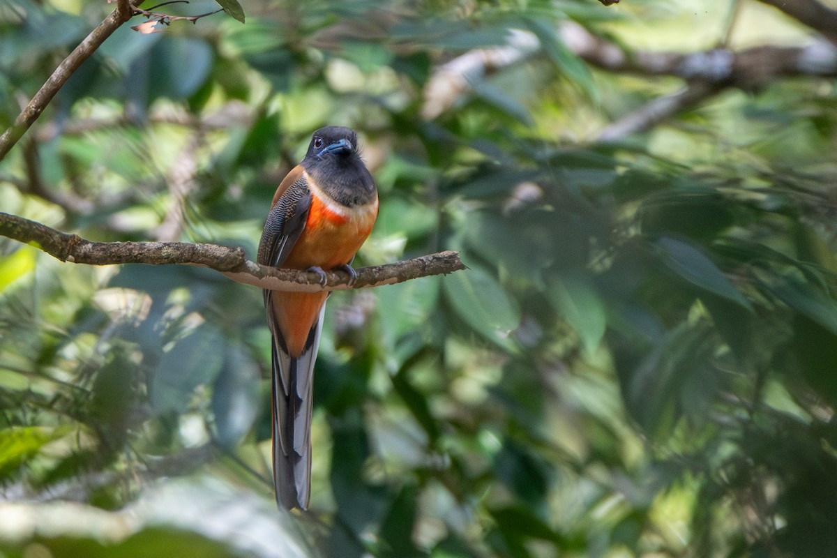 trogon indický - ML626562504