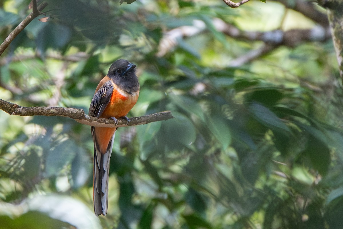 trogon indický - ML626562505