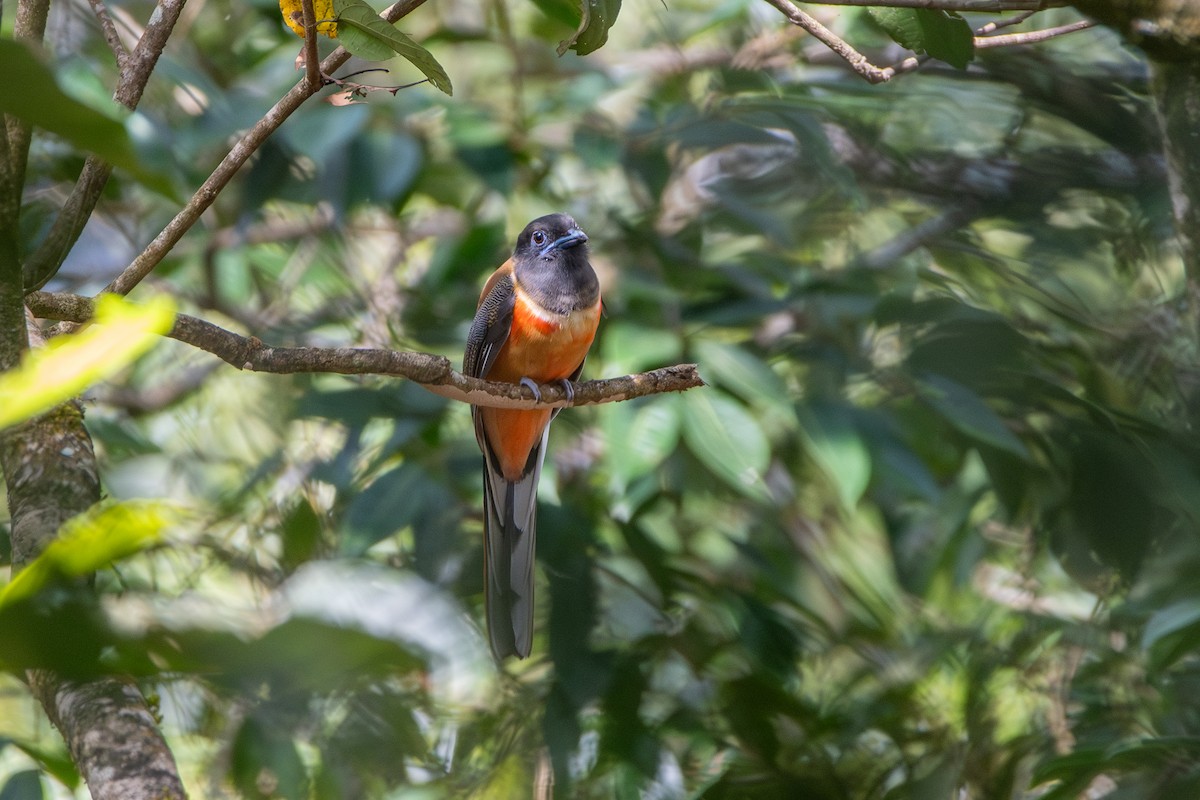 trogon indický - ML626562506