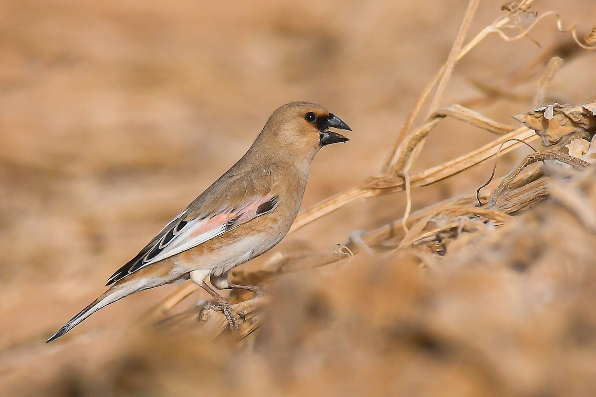 Desert Finch - ML626562631