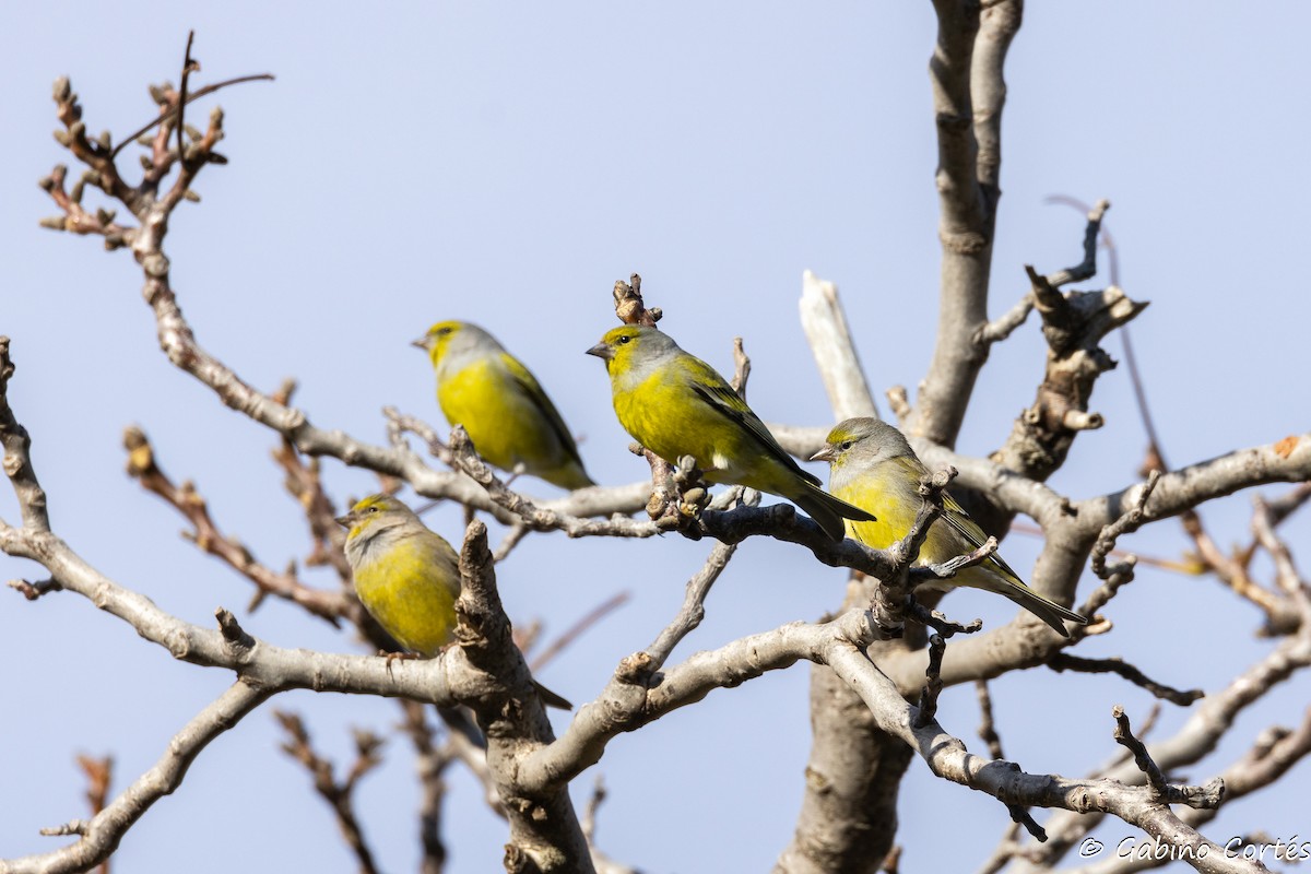 Citril Finch - ML626562889