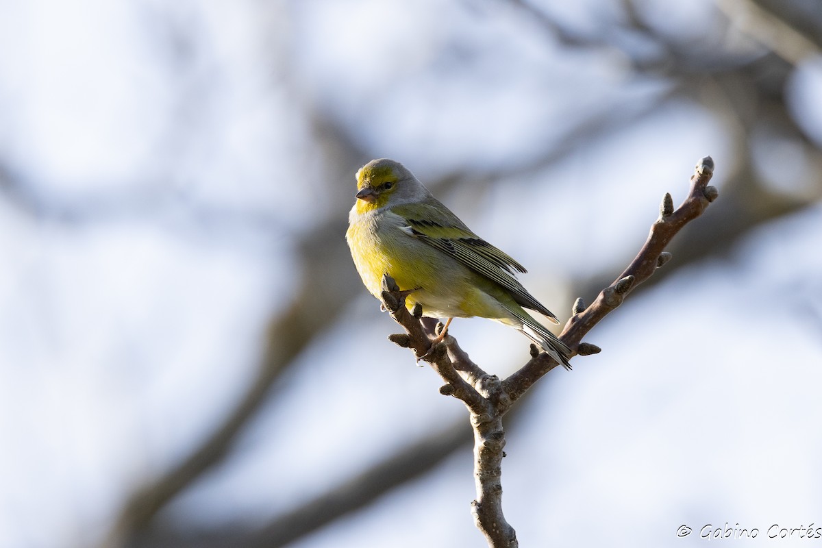 Citril Finch - ML626562890