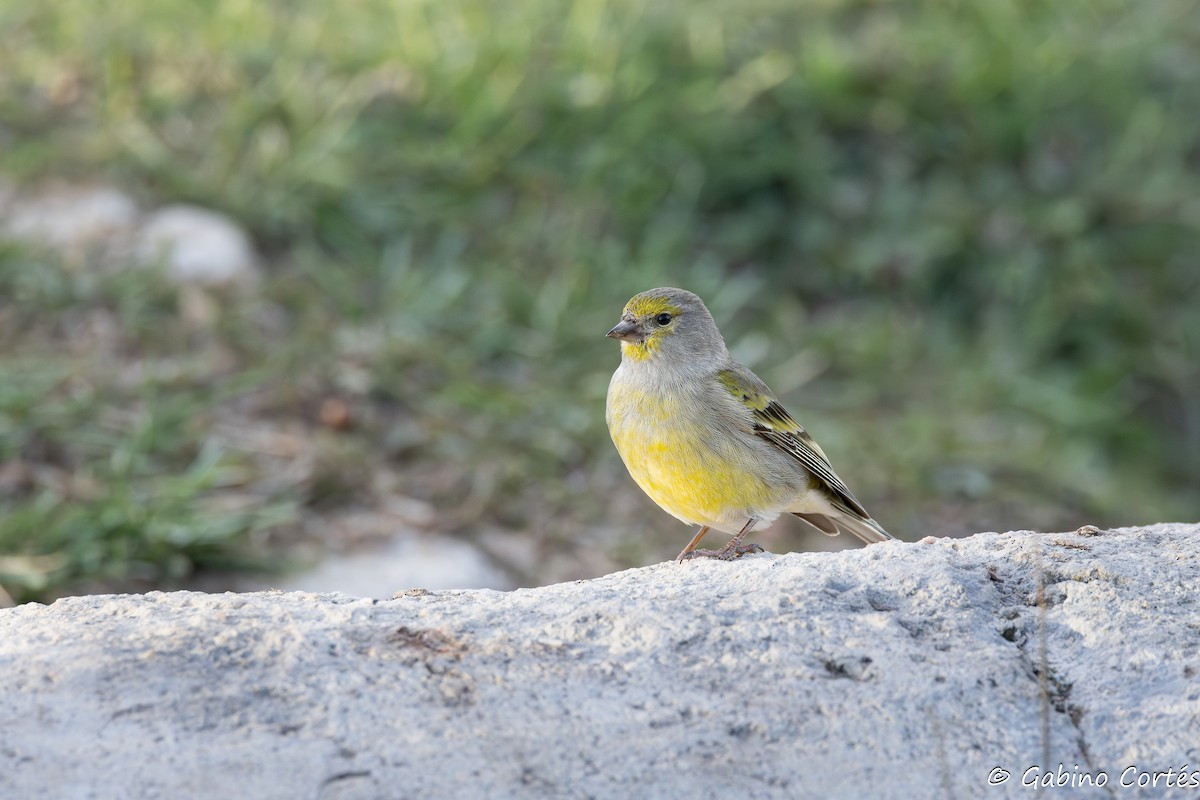 Citril Finch - ML626562891