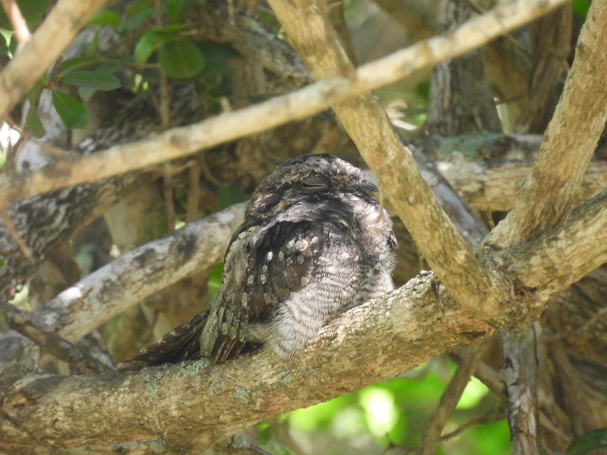 Jungle Nightjar - ML626562932