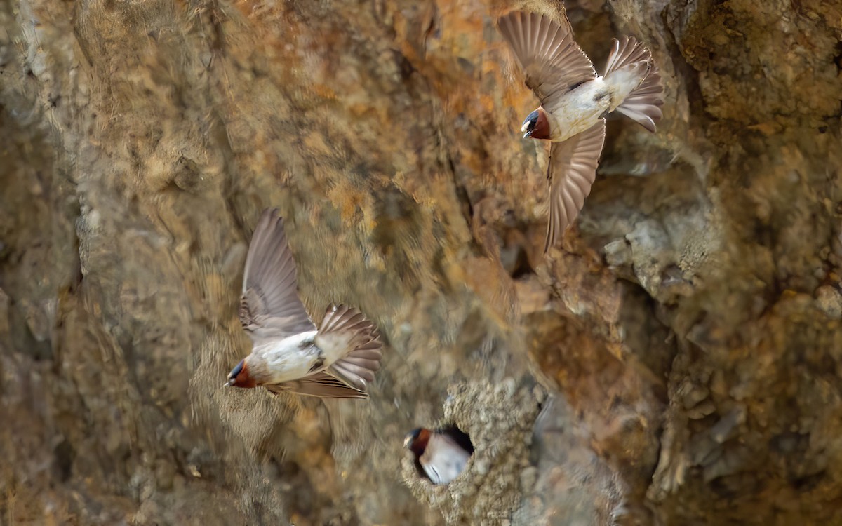 Cliff Swallow - ML626563006