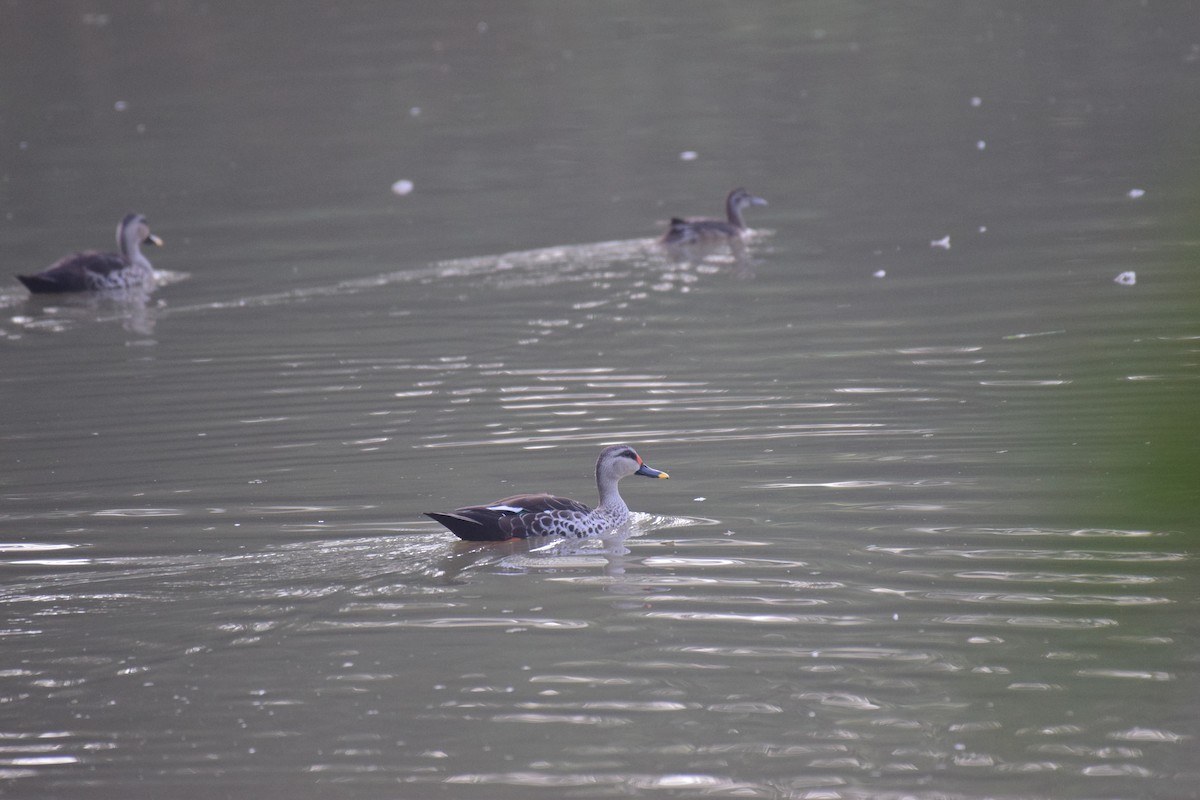 Indian Spot-billed Duck - ML626563029
