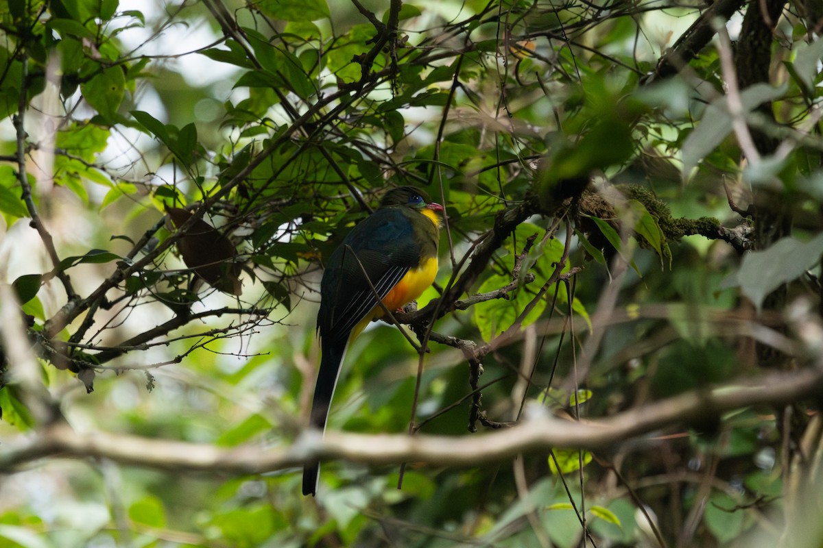 Javan Trogon - ML626563080