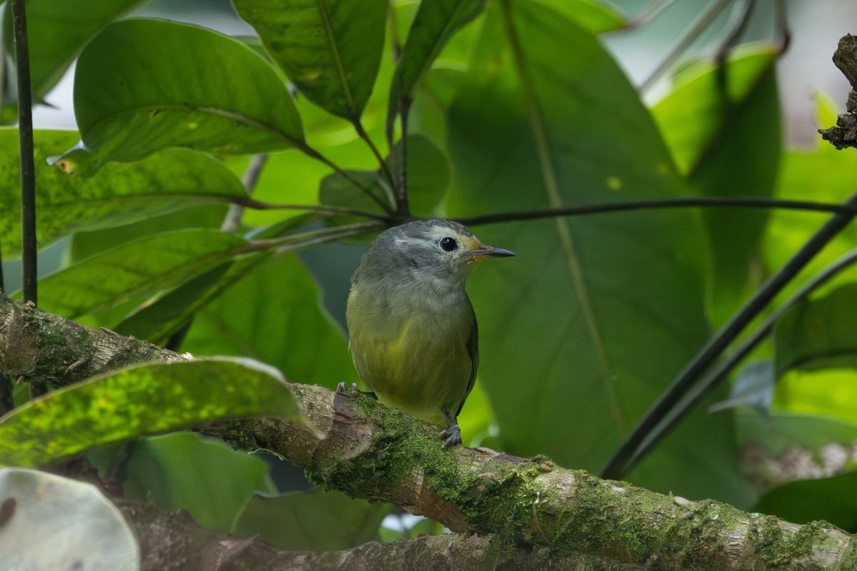 Javabrillenvogel - ML626563307