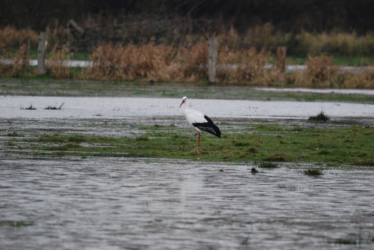 White Stork - ML626563368