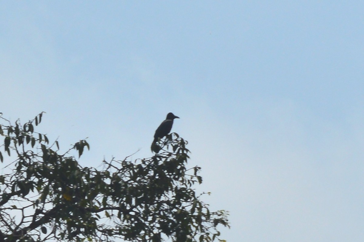 Large-billed Crow - ML626563381