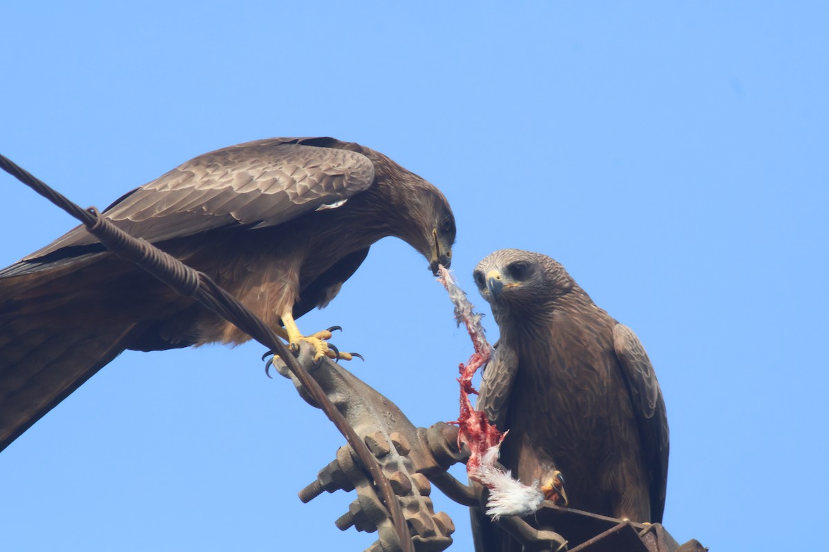 Black Kite - ML626563383