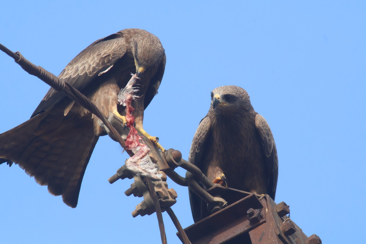 Black Kite - ML626563384