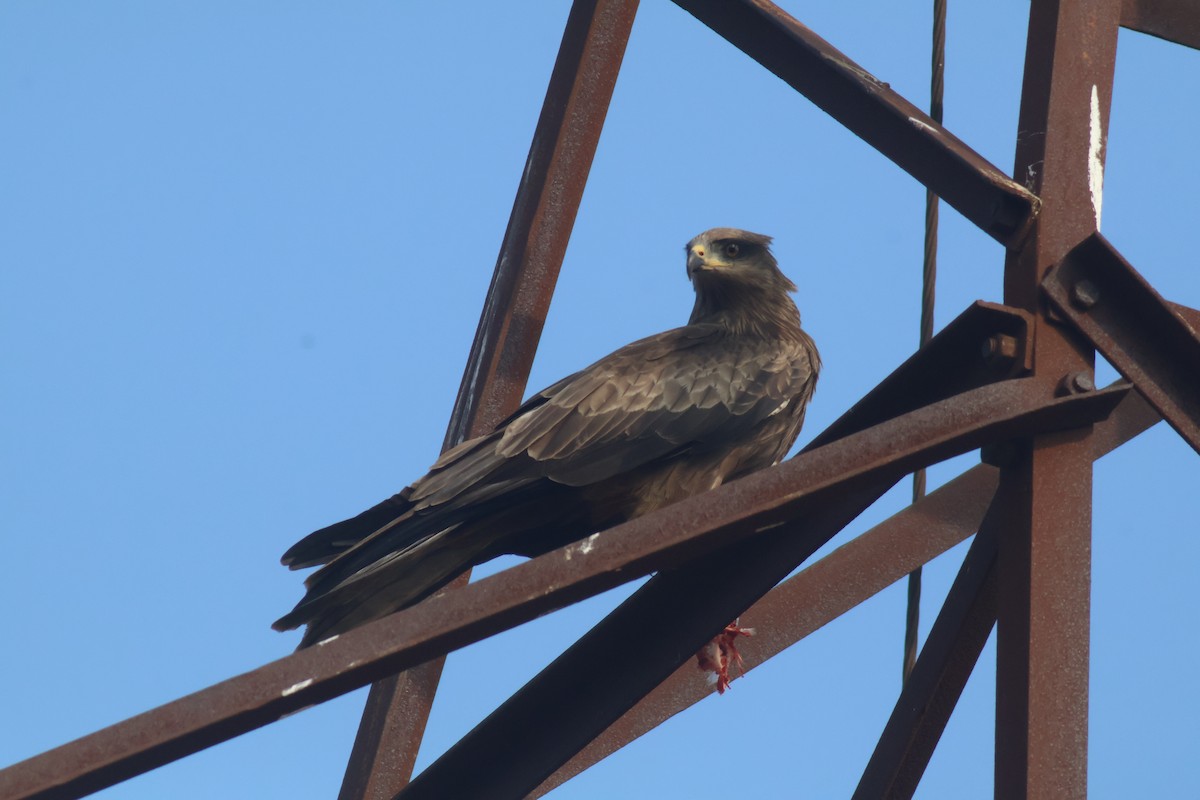 Black Kite - ML626563385