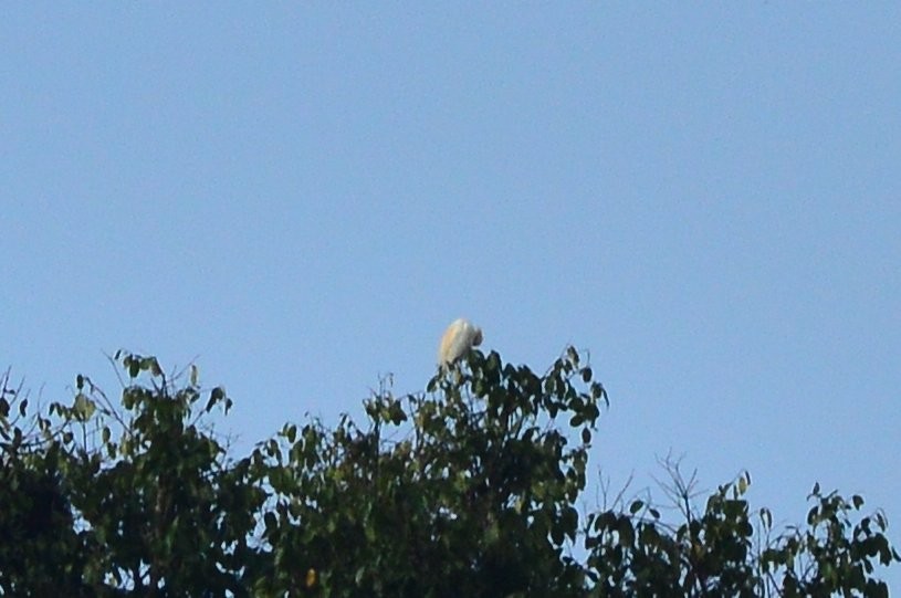 Eastern Cattle-Egret - ML626563414