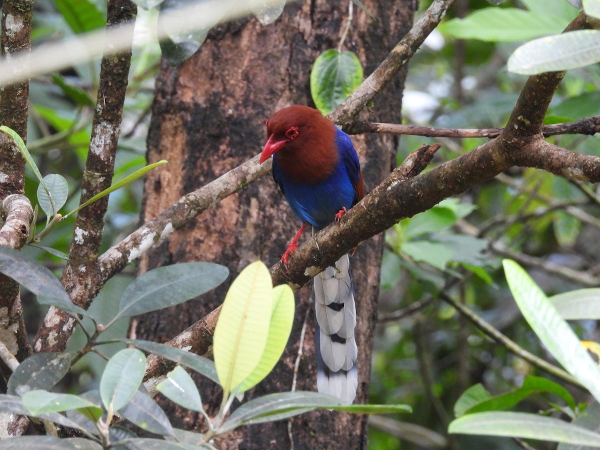 Sri Lanka Blue-Magpie - ML626563469