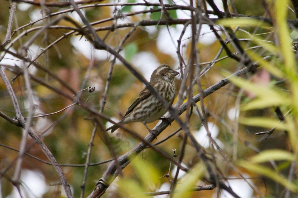 Purple Finch - ML626563536