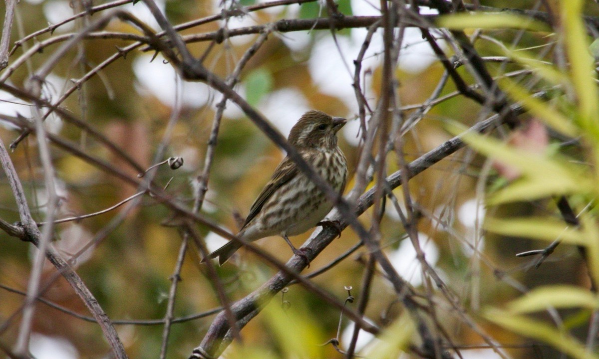 Purple Finch - ML626563537