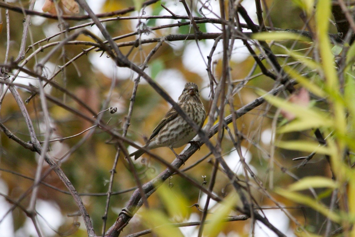 Purple Finch - ML626563539