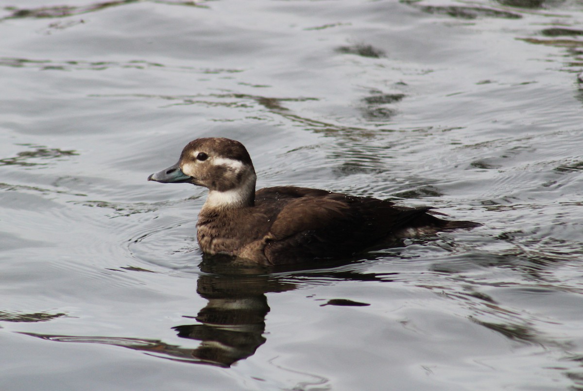Long-tailed Duck - ML626563562