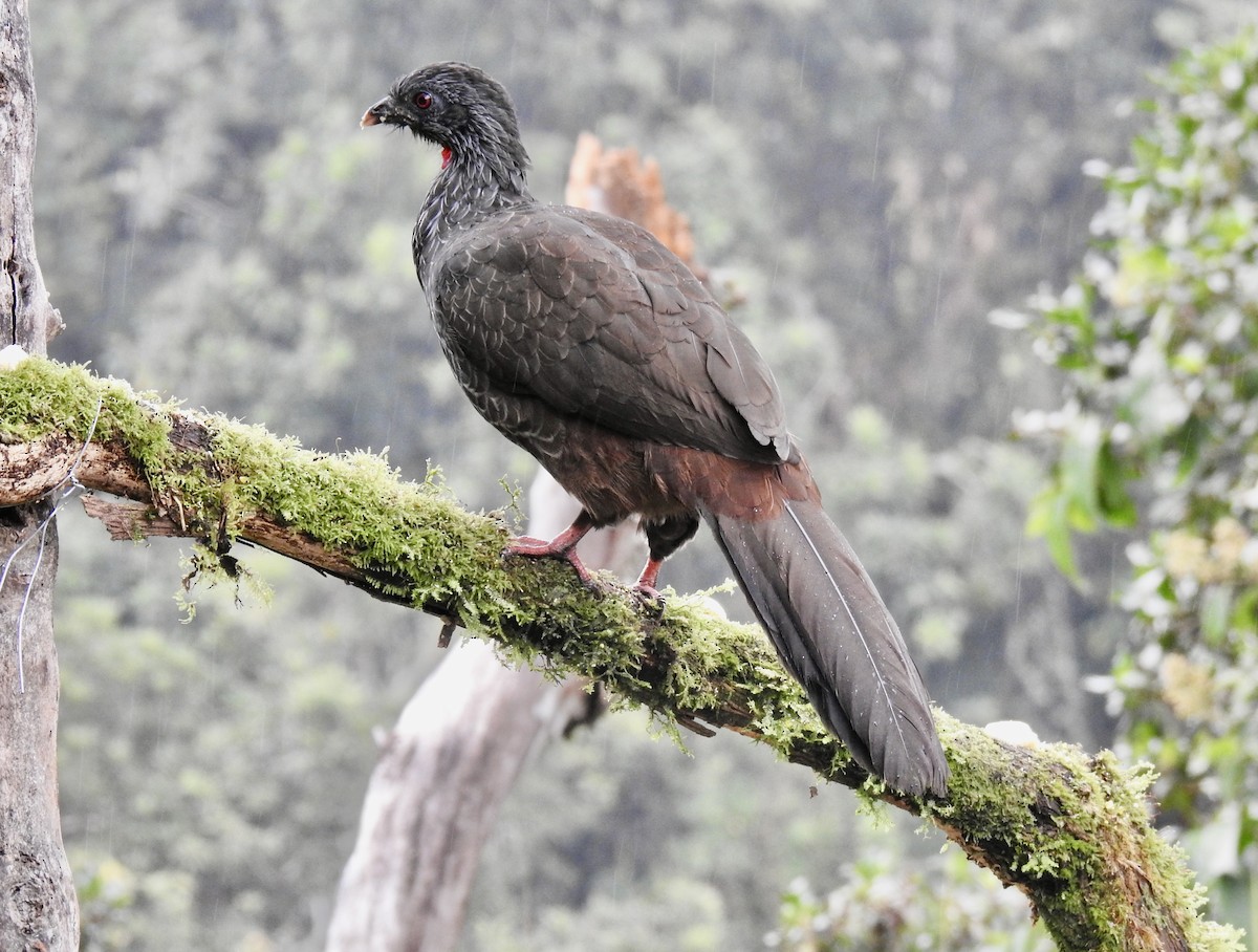 Andean Guan - ML626563620