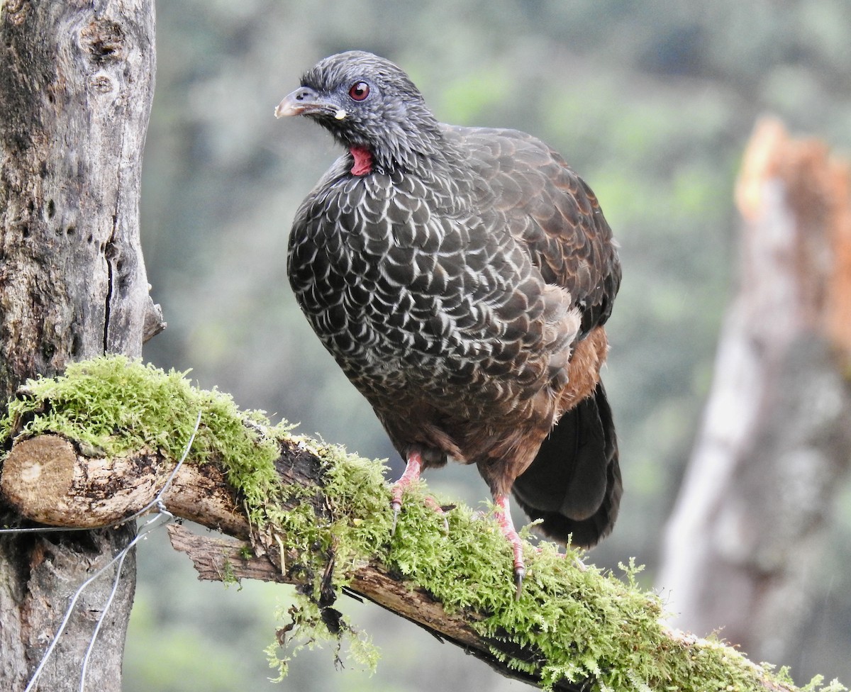 Andean Guan - ML626563622