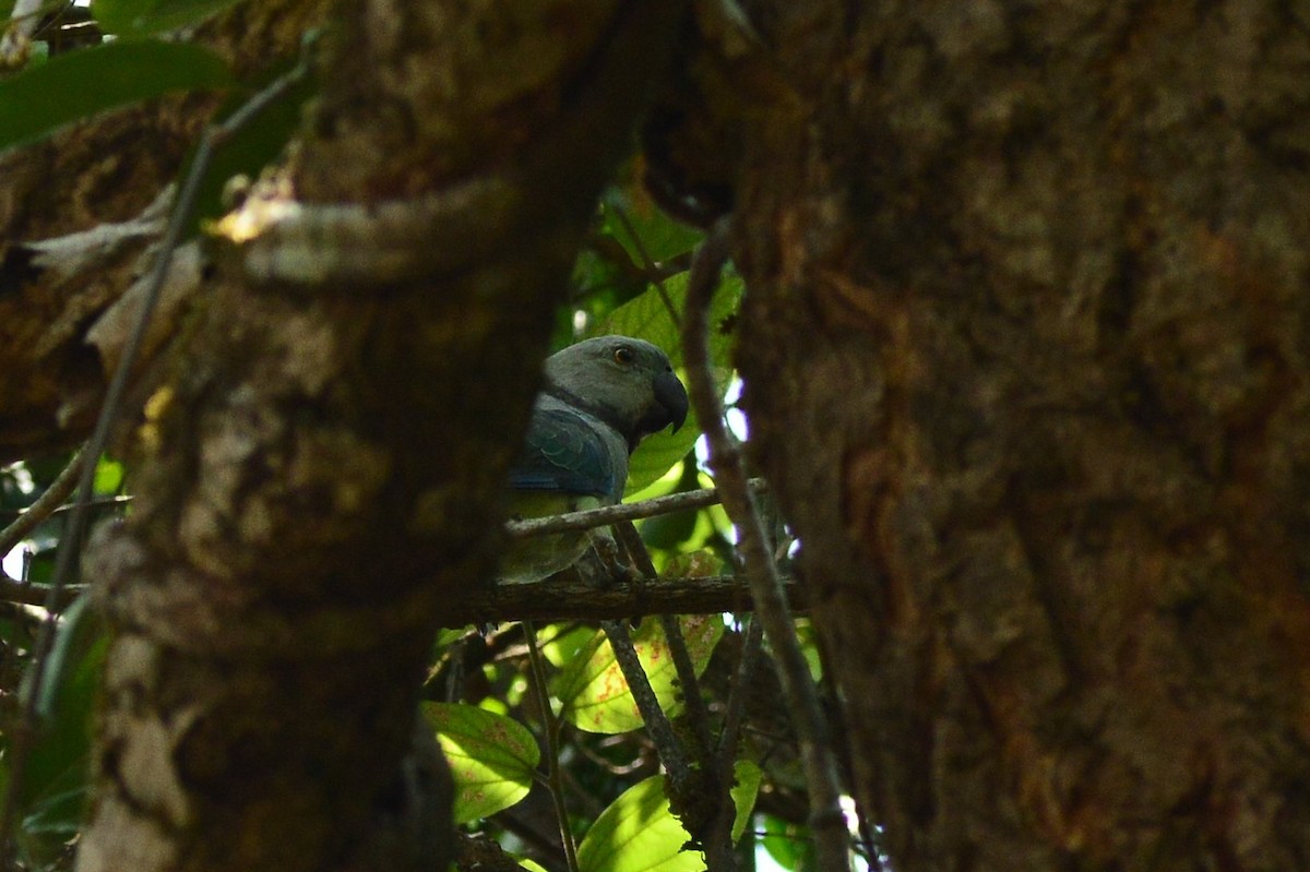 Malabar Parakeet - ML626563637