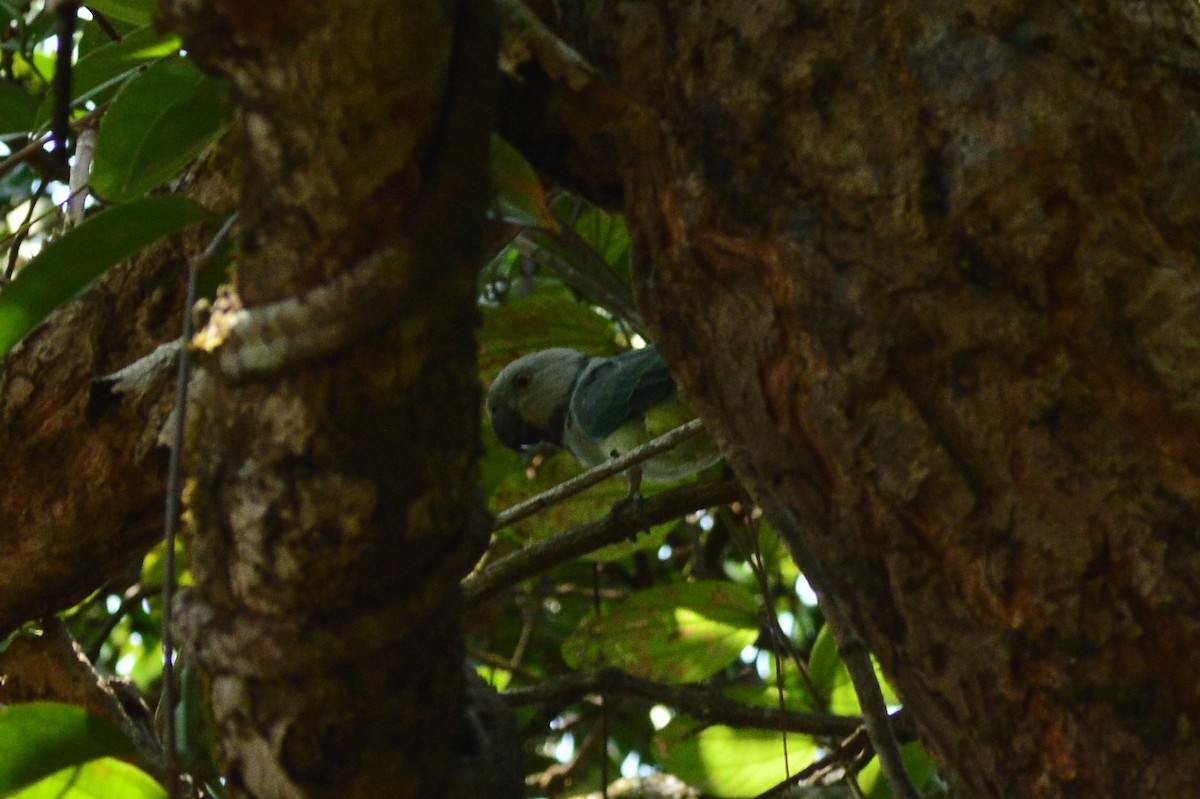 Malabar Parakeet - ML626563638