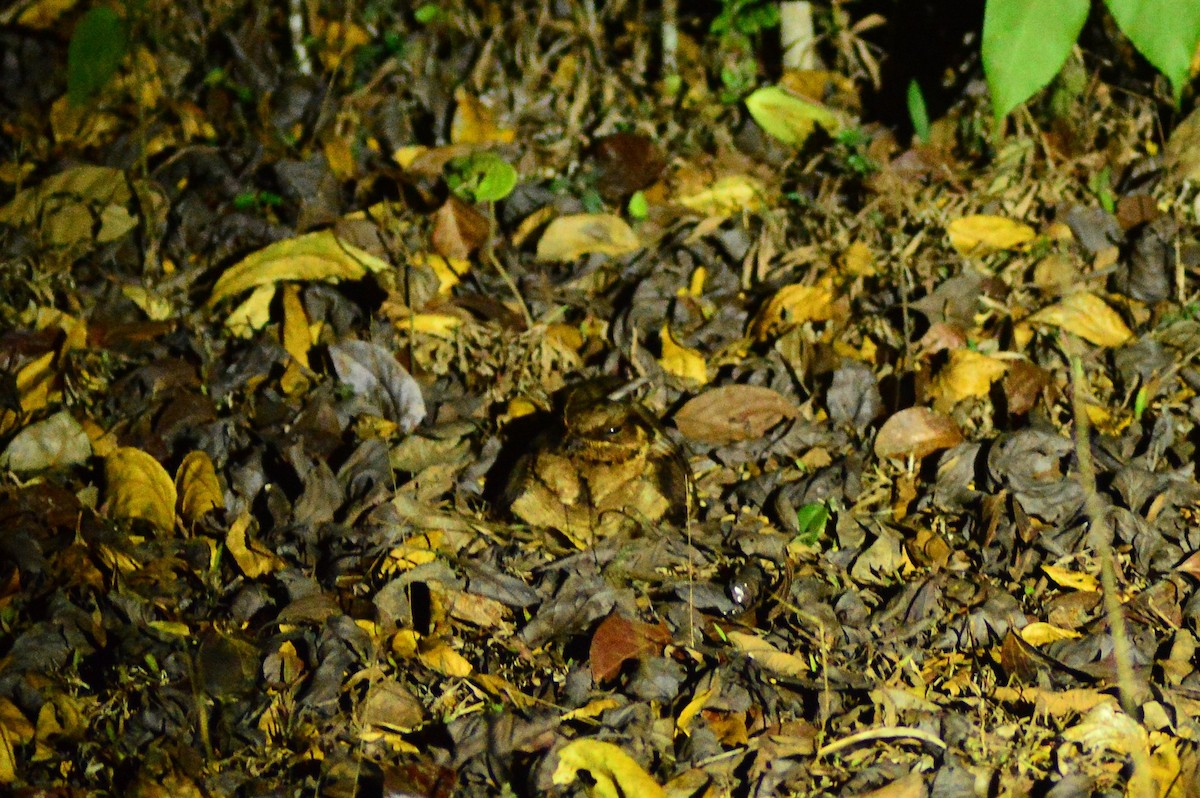 Jerdon's Nightjar - ML626563688