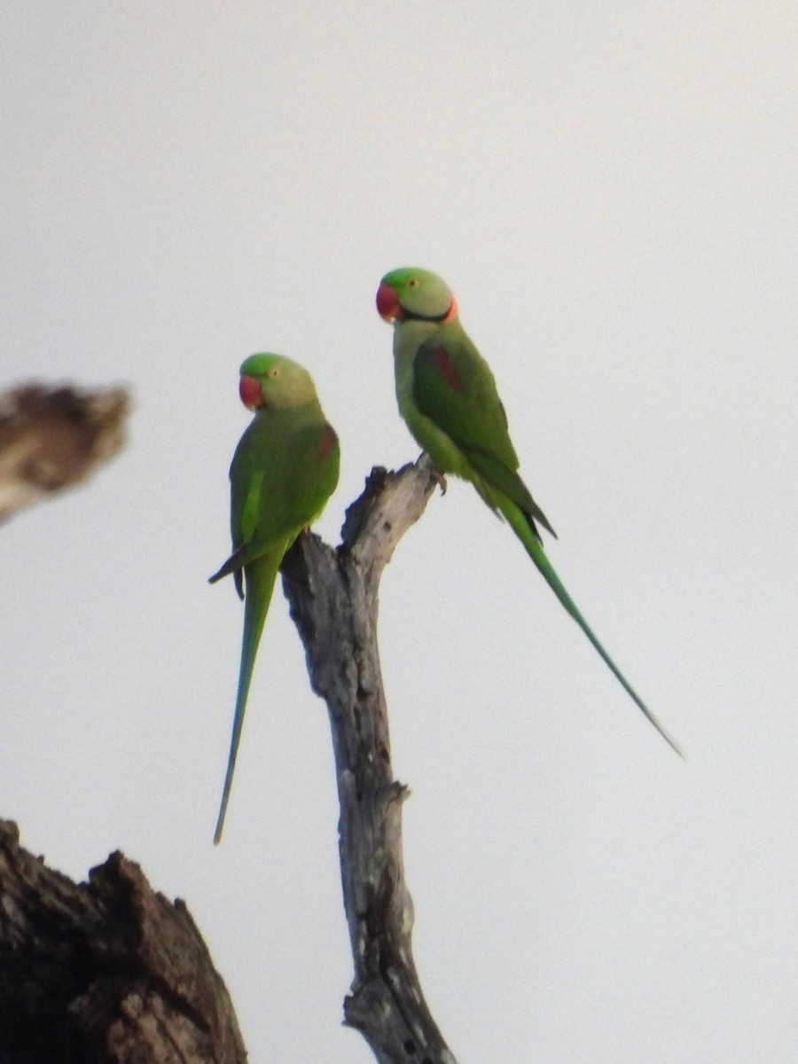 Alexandrine Parakeet - ML626563693