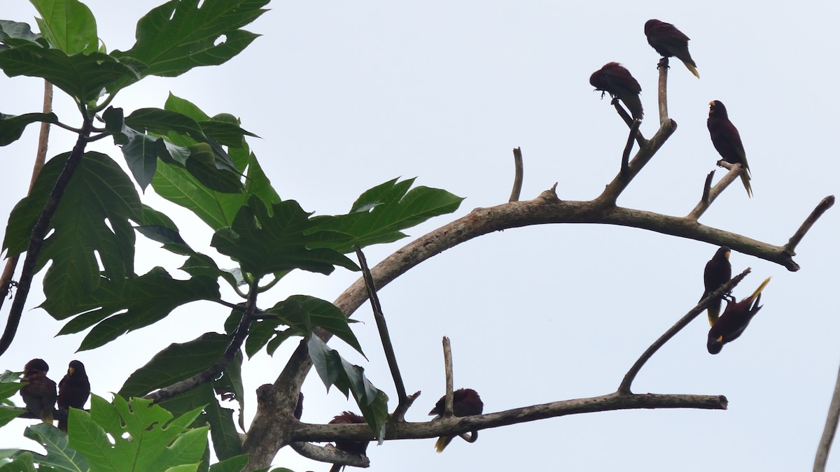 Pohnpei Lorikeet - ML626563755