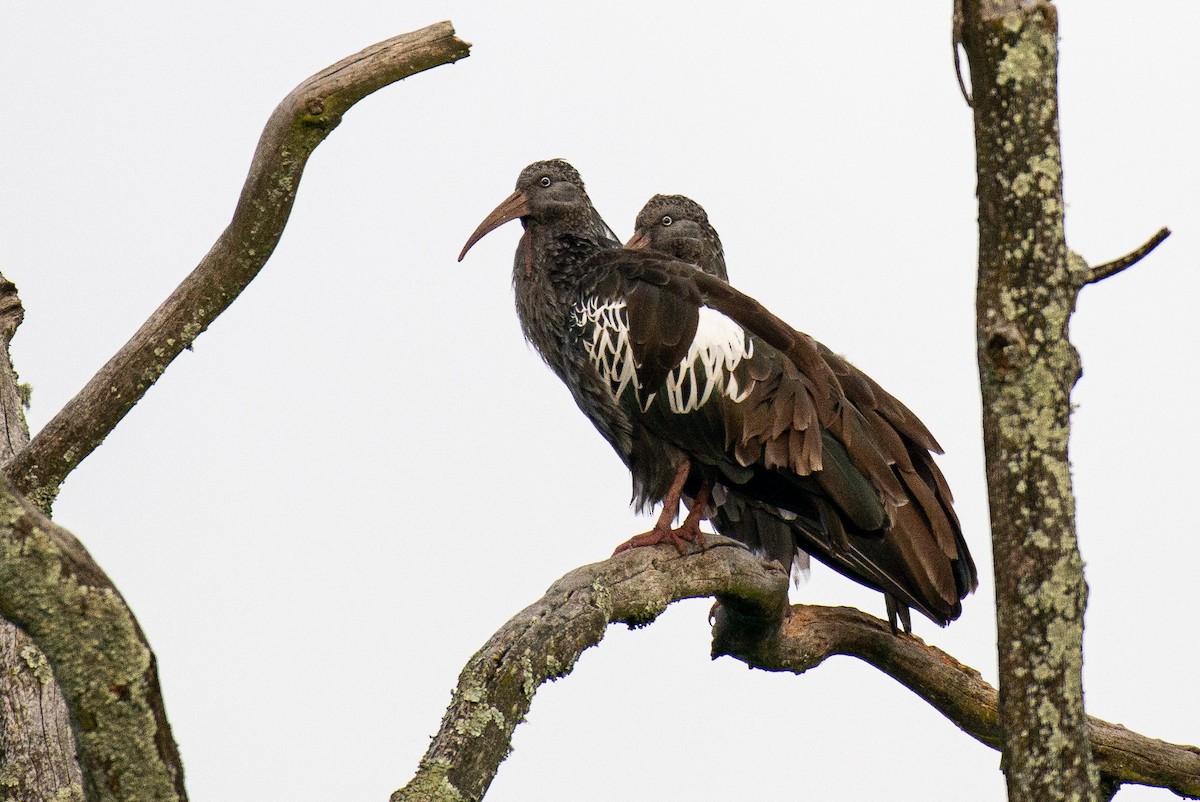 Wattled Ibis - ML626563786