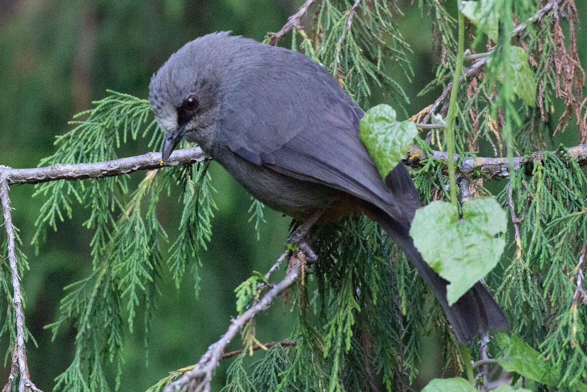 Abyssinian Catbird - ML626563795