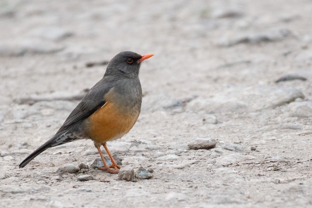 Abyssinian Thrush - ML626563810