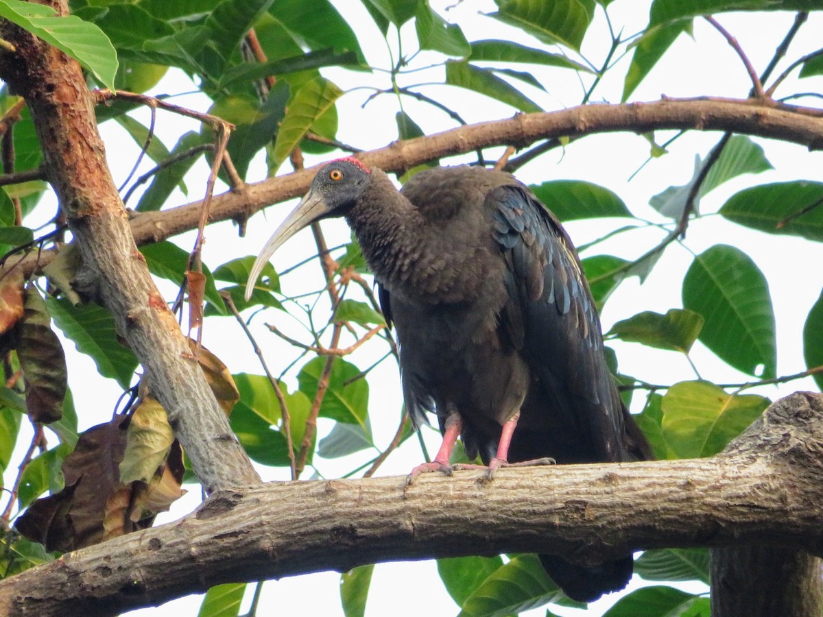 ibis bradavičnatý - ML626563872