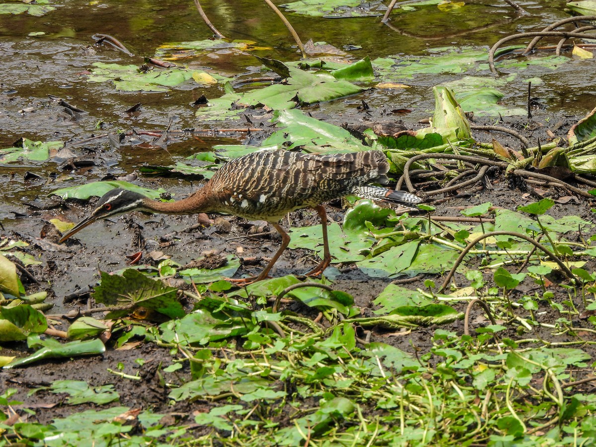 slunatec nádherný - ML626563911