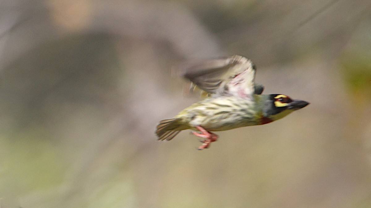 barbet zvučnohlasý - ML626563916