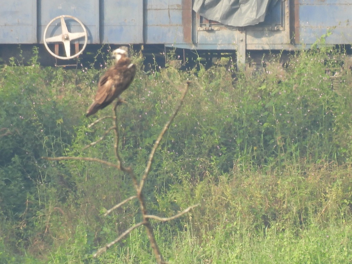 Aguilucho Lagunero Occidental - ML626563933