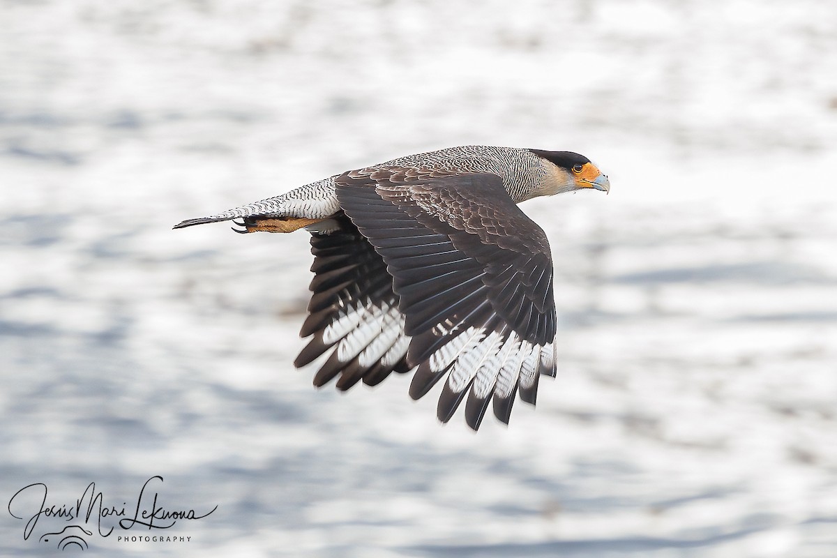 Caracara Carancho - ML626563939