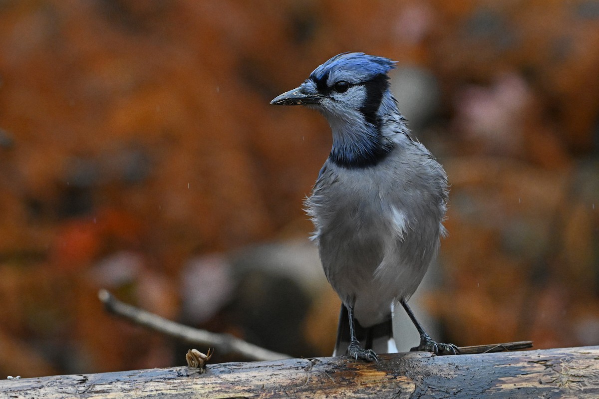 Chara Azul - ML626563940