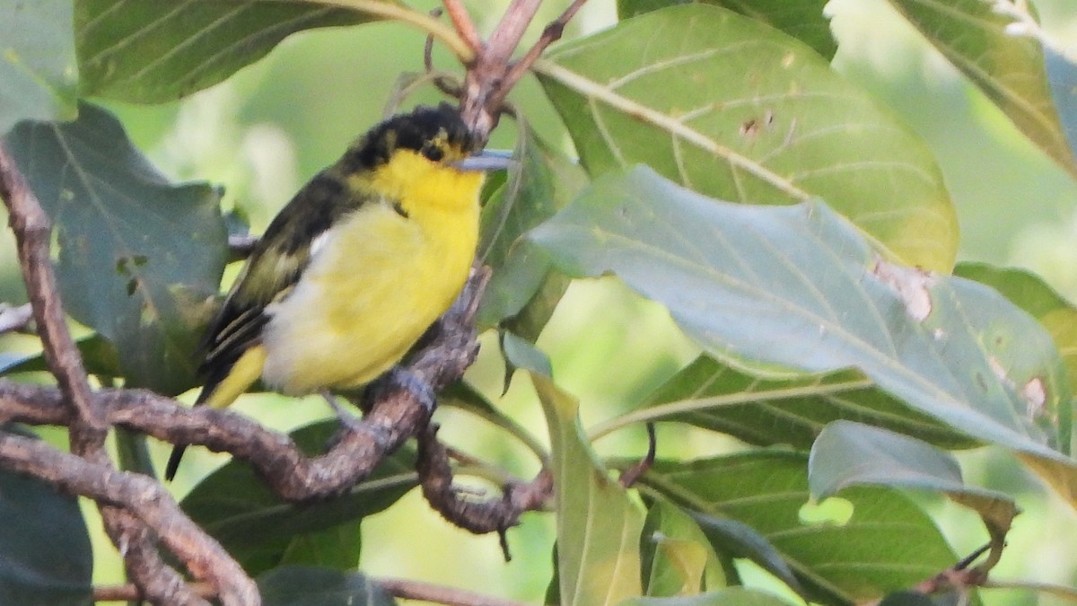 Common Iora - ML626564149