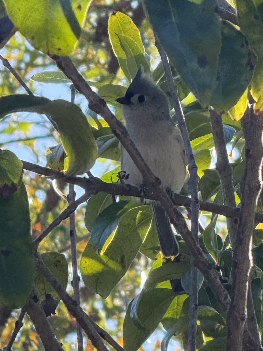 Tufted Titmouse - ML626564152