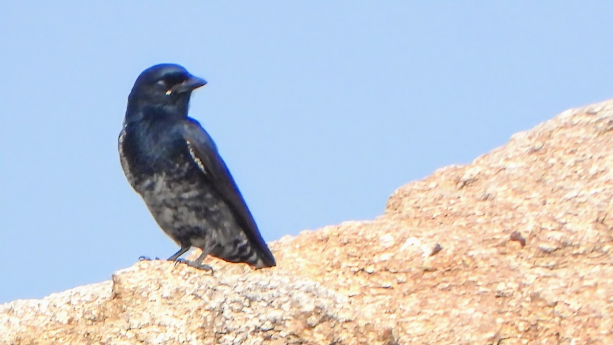 Black Drongo - ML626564154