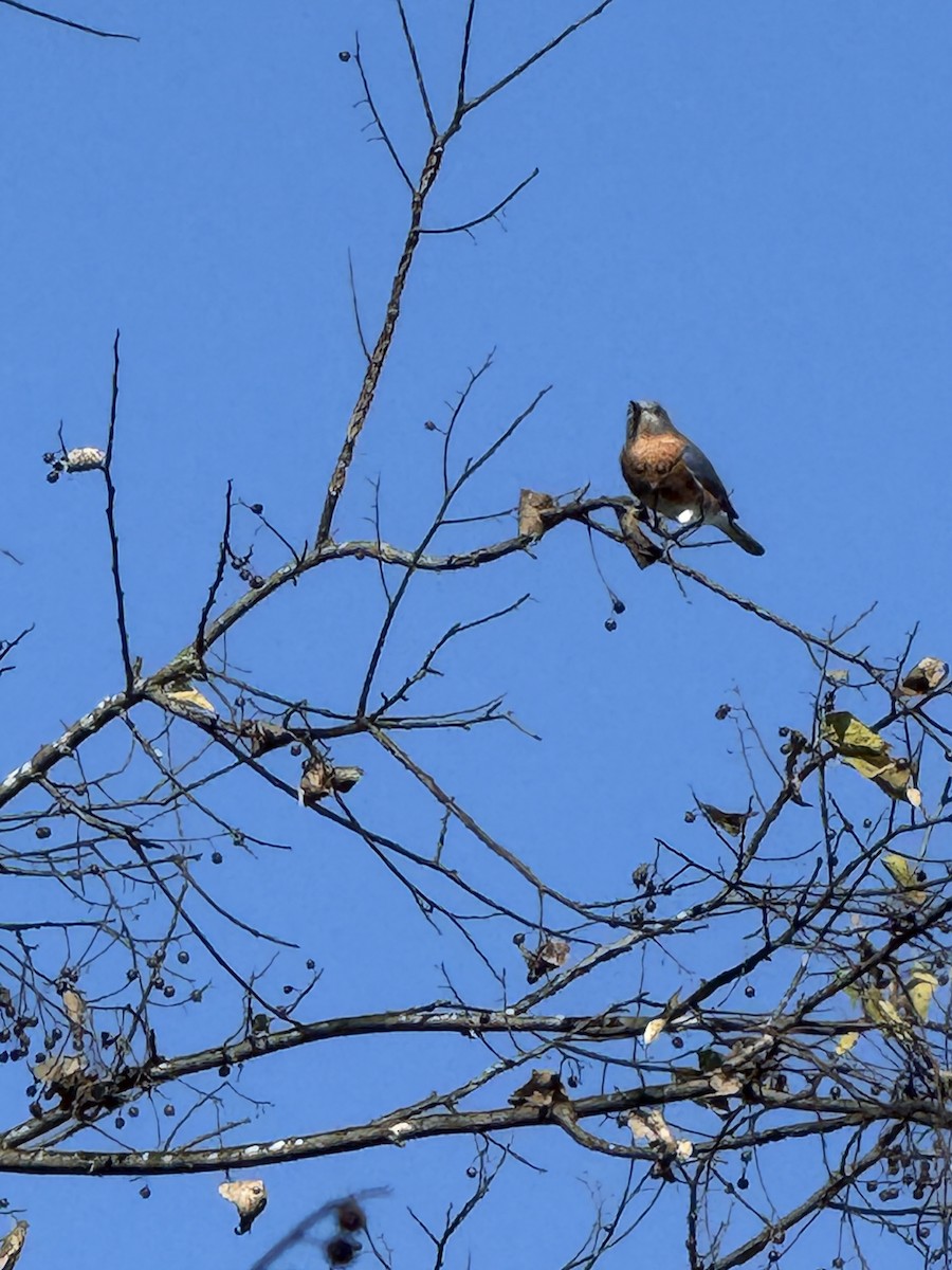 Eastern Bluebird - ML626564155