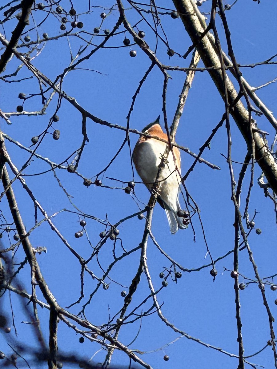 Eastern Bluebird - ML626564156