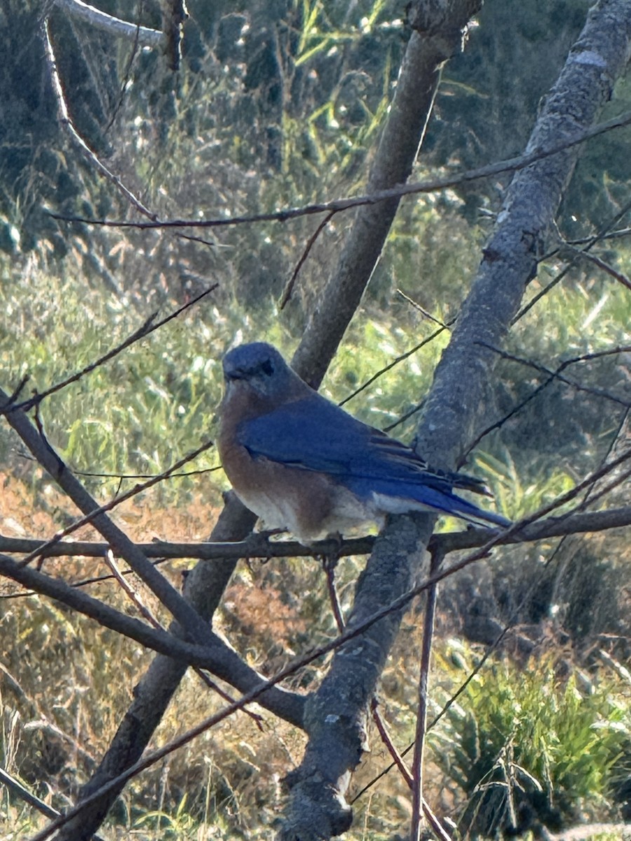 Eastern Bluebird - ML626564157