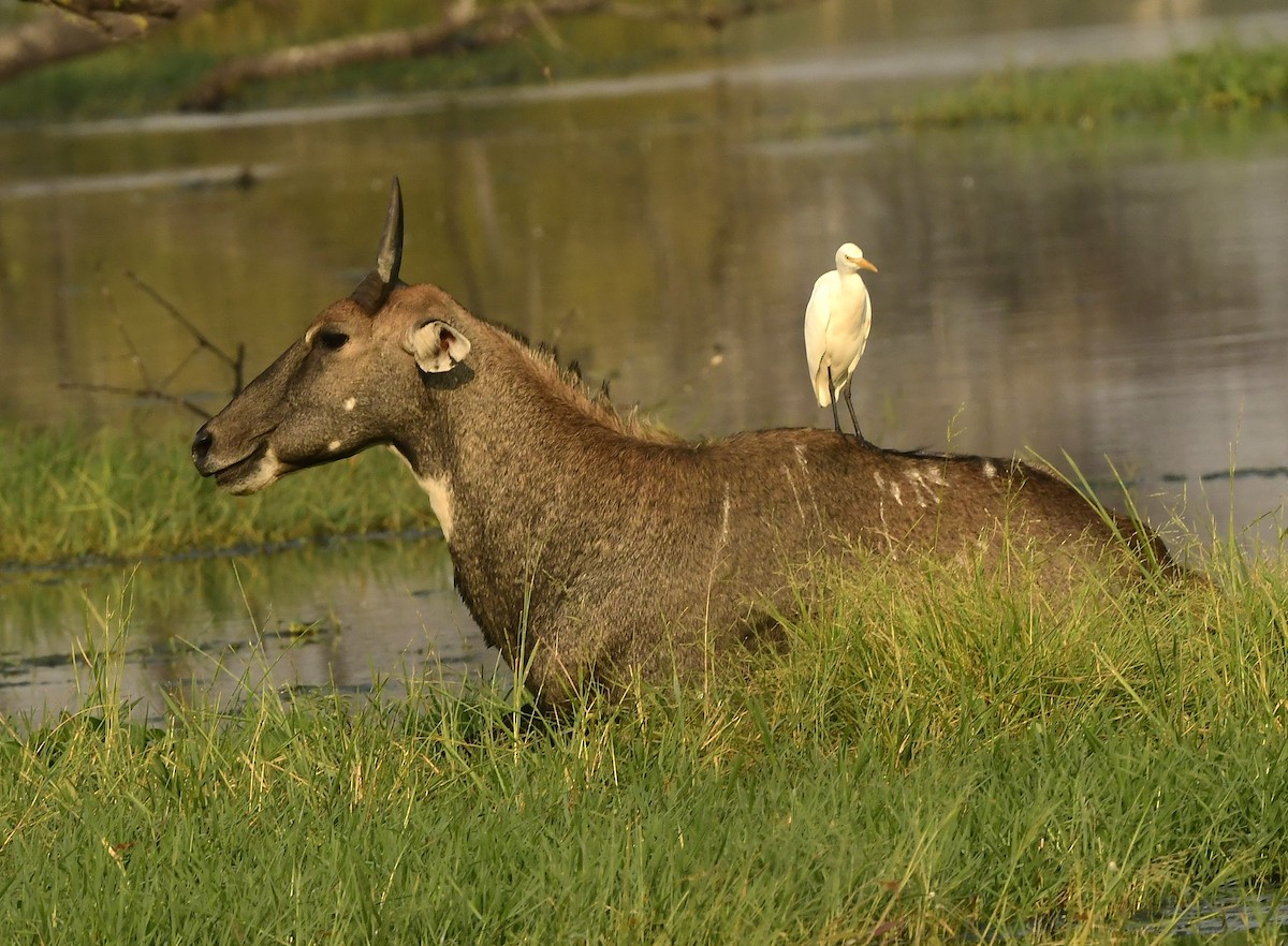 Eastern Cattle-Egret - ML626564159