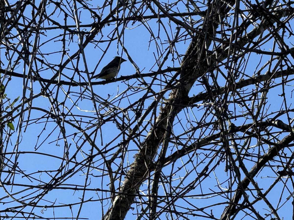 Cedar Waxwing - ML626564161