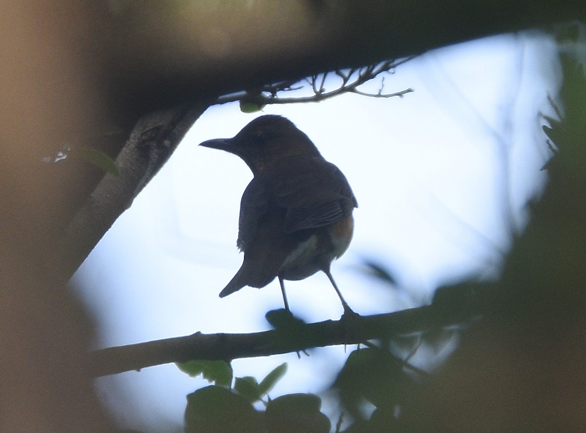 Brown-headed Thrush - ML626564162