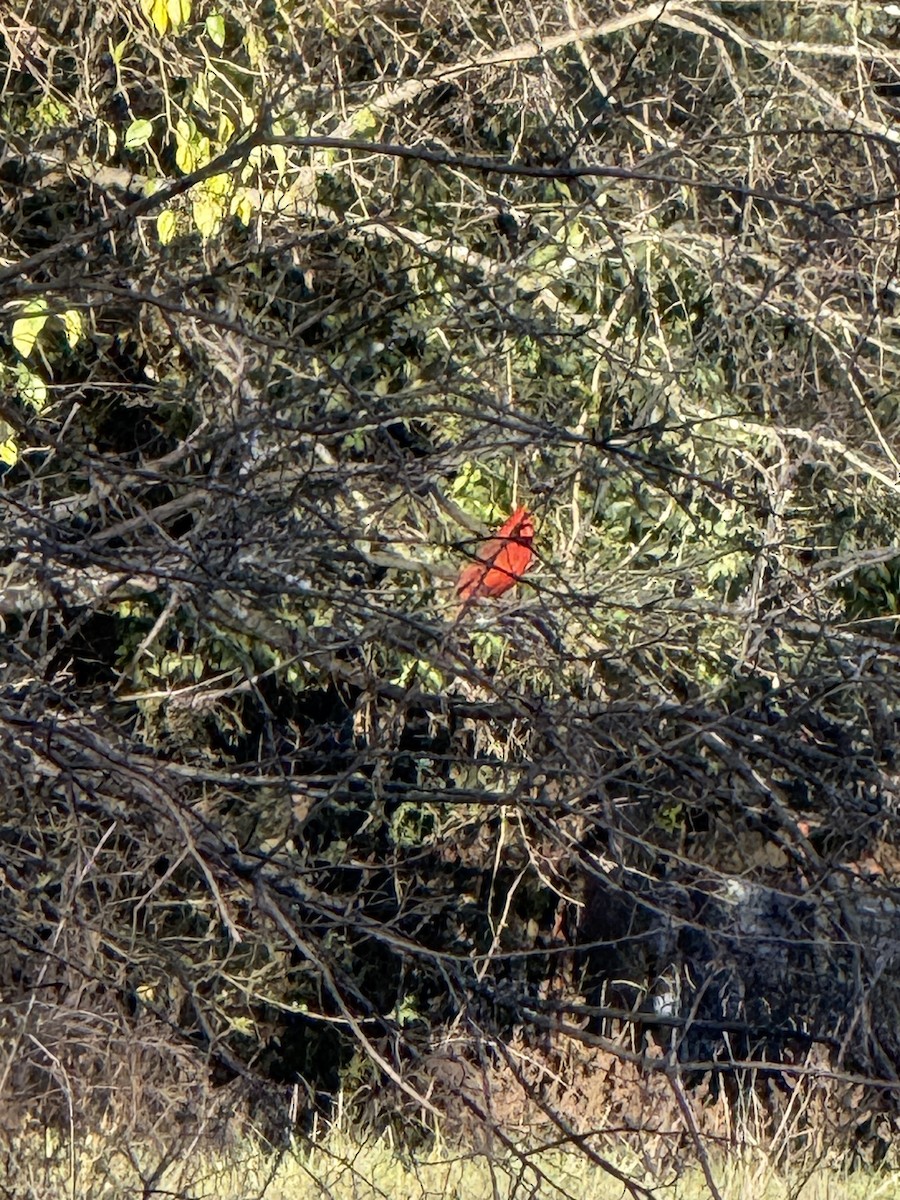 Northern Cardinal - ML626564163