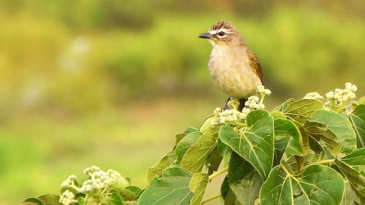 White-browed Bulbul - ML626564164